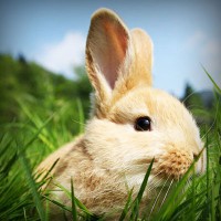 /album/agilitycastellon-es/photolia-a03-jpg/