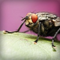 /album/agilitycastellon-es/photolia-a08-jpg/